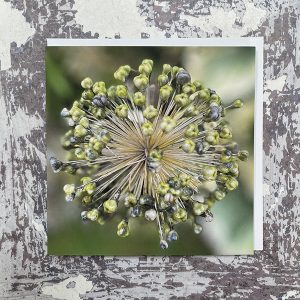 Allium-Greeting-Card-by-Sarah-Taylor-Studio