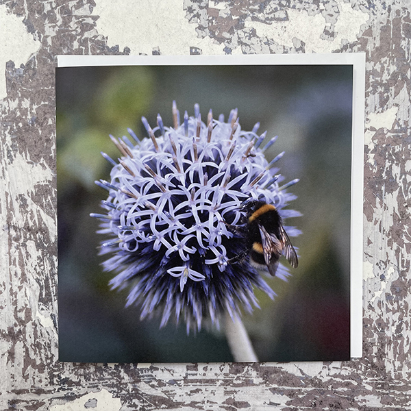 Bannaticus-and-bee-Greeting-Card-by-Sarah-Taylor-Studio