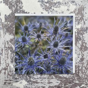 Sea-Holly-Greeting-Card-by-Sarah-Taylor-Studio